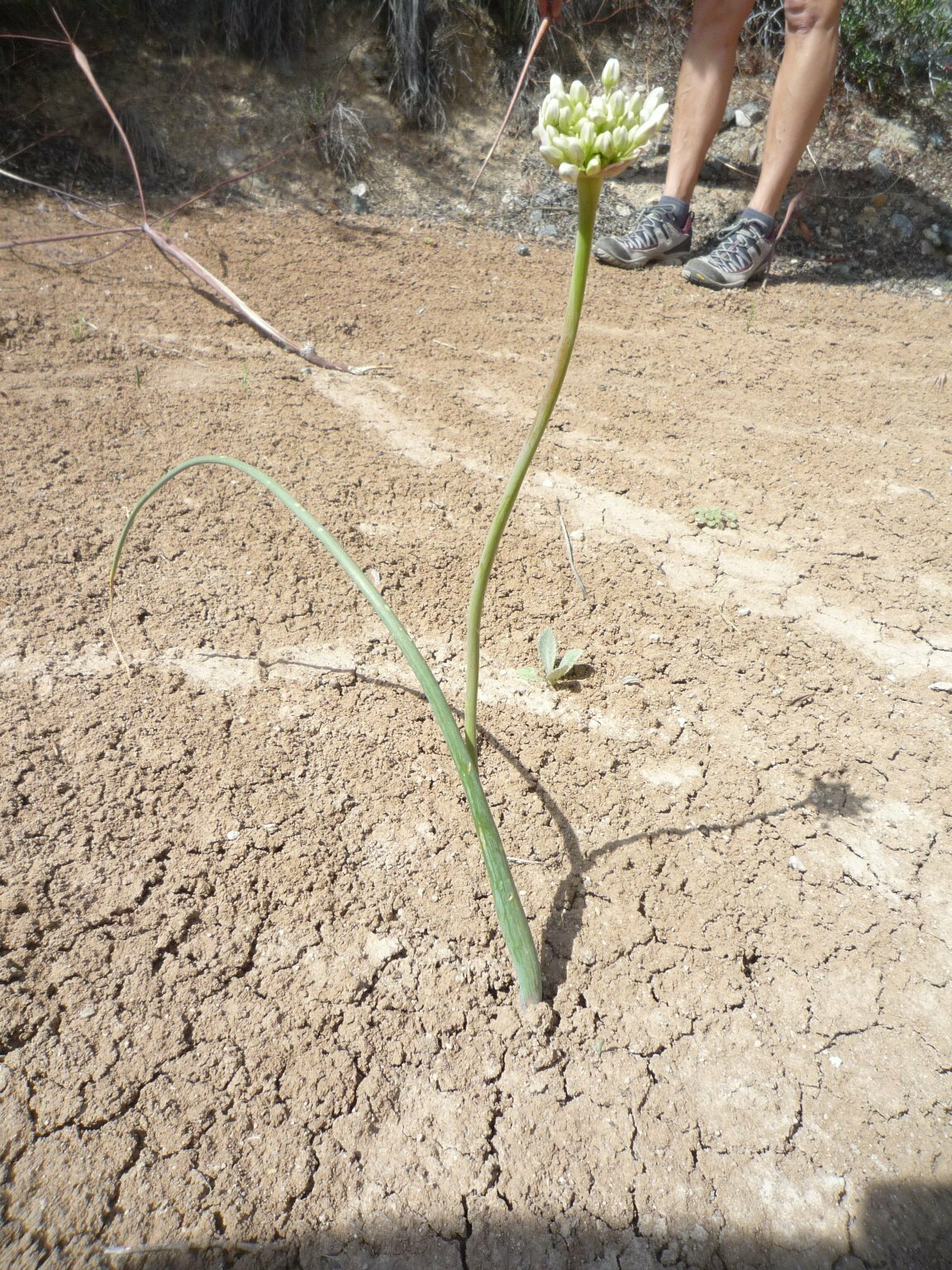 High Resolution Allium diabolense Plant
